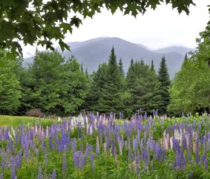 Grow Native Massachusetts: How to Grow a Better Birdfeeder