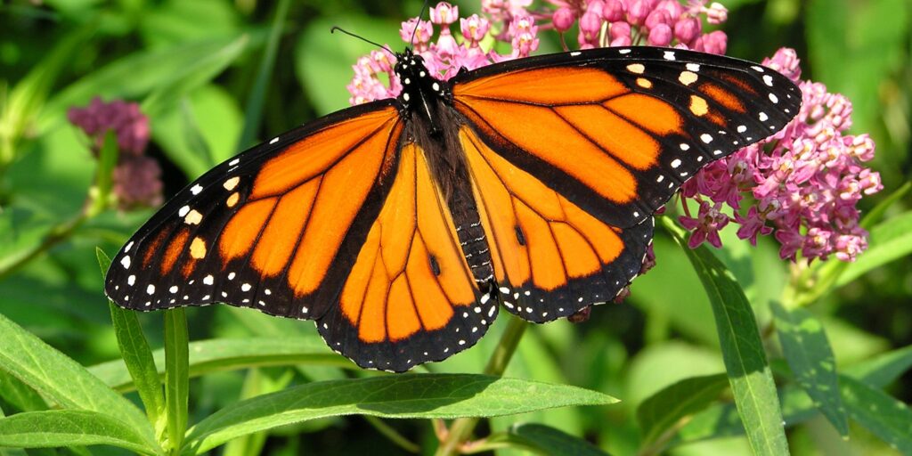 Ecological Landscaping and tree planting