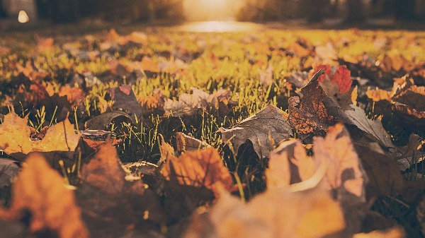 Ecological Landscaping