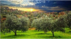 Celebrate Tu B'shvat