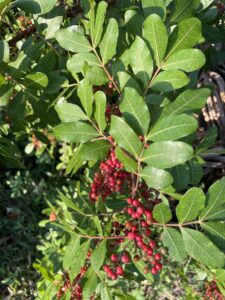 Testing a Weekly Event..