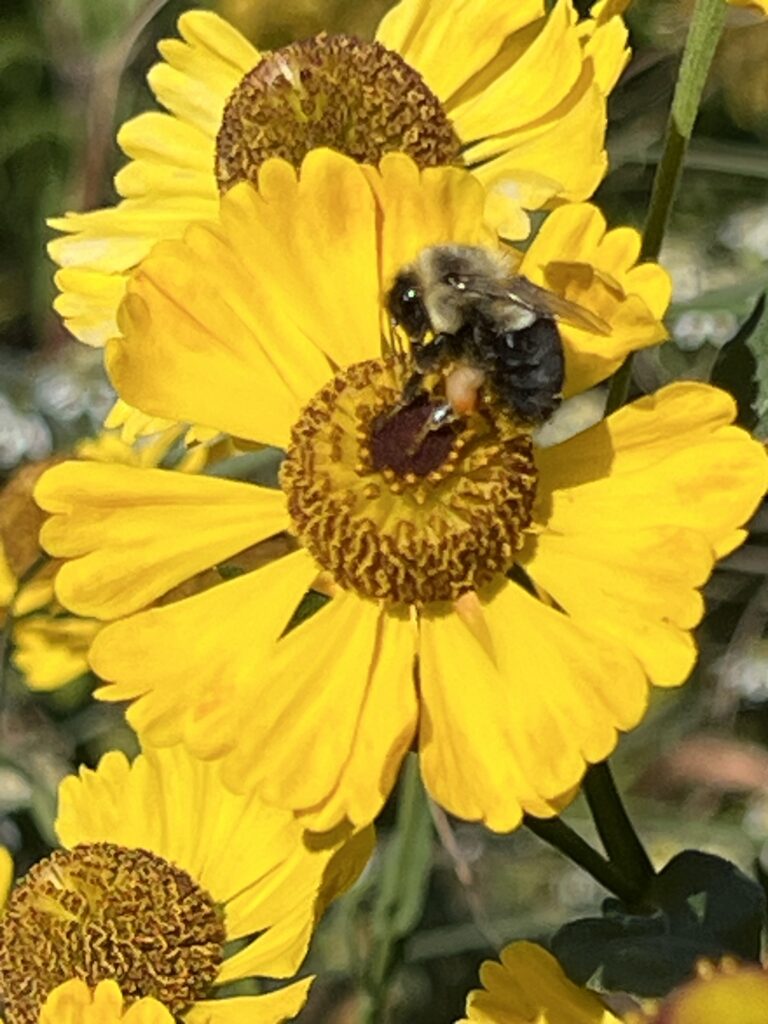 Create a Pollinator Garden Habitat