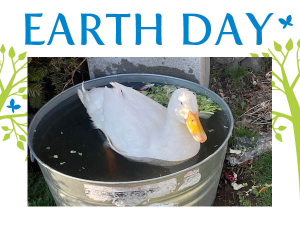 Install a heatpump hot water heater