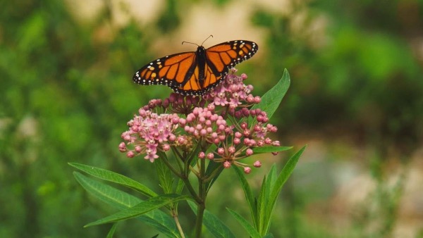 Earth-Friendly Gardening