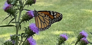 Native Plant Trust - Plant Walks with Elizabeth James Perry